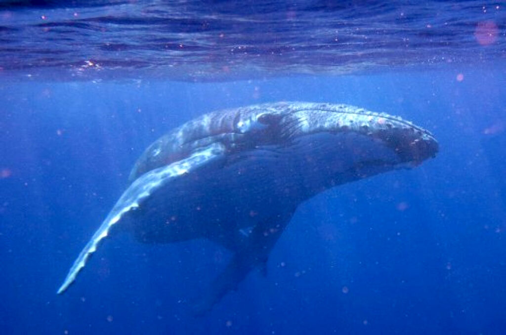 Wale sind wichtige Bestandteile des Ökosystems Meer
